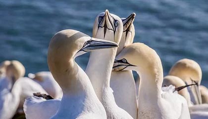 M体育下载-TTG第二局赛中语音回放：蓝可以给留人；这个节奏对了